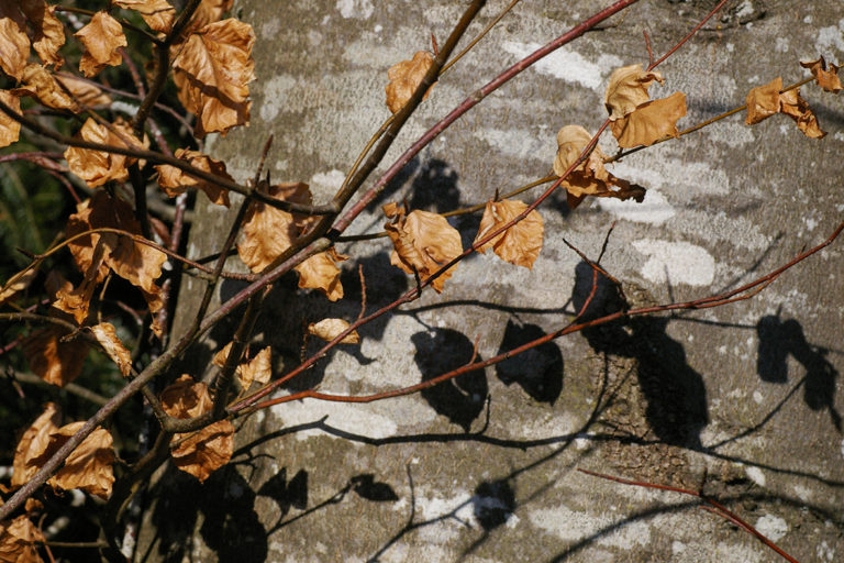 marcescence – le jardin du froumi